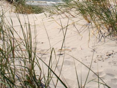 salg af Strandsand - 1000 kg