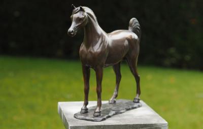 salg af Arabisk hest