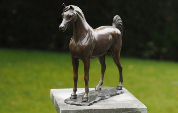 salg af Arabisk hest