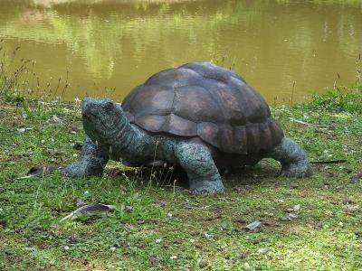 salg af Skildpadde