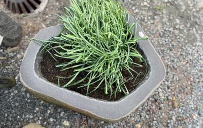 salg af Basalt plantetrug flere varianter