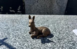 Lille rådyr