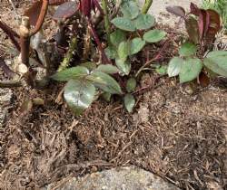 Muld champignon kompost til roser
