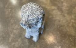 cocker spaniel
