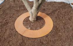 Corten tree border jord