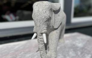 Elefant grå granit med marmor stødtænder