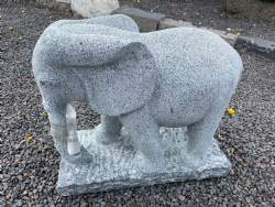 elefant grålig