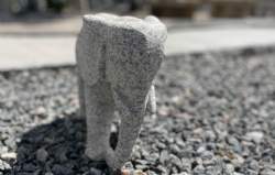 elefant med granit stødtænder