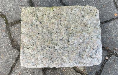 salg af 1 stk. Klosterhvede rosa 10 cm