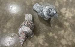 fugl grantiovenfra