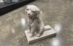 Golden Retriever hund granit