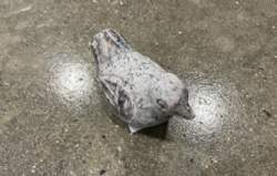 røde granit kyllinger