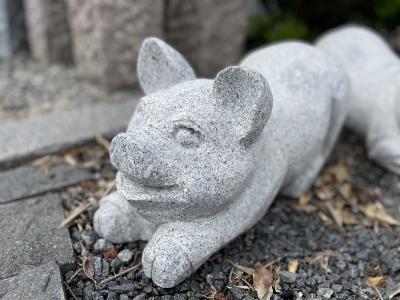 salg af Gris L45cm