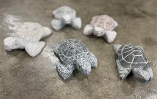 Havskildpadde flere farver