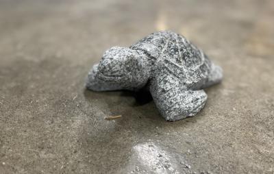 salg af Havskildpadde flere farver