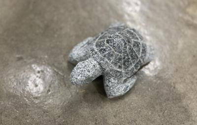 salg af Havskildpadde flere farver