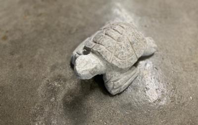 salg af Havskildpadde flere farver