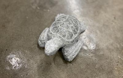 salg af Havskildpadde flere farver