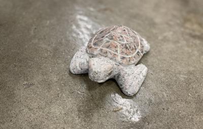 salg af Havskildpadde flere farver