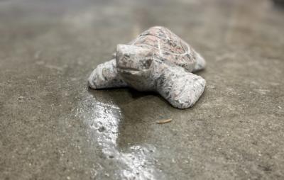 salg af Havskildpadde flere farver