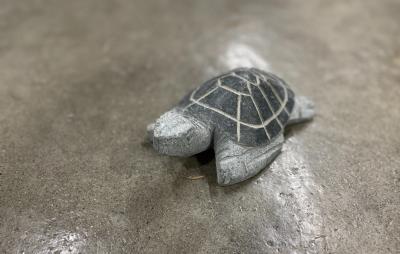 salg af Havskildpadde flere farver