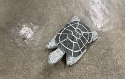 salg af Havskildpadde flere farver