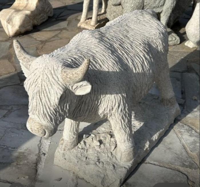 salg af Højlandskvæg gul granit