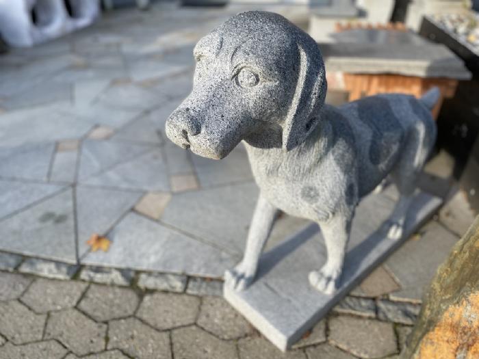 salg af Hund setter L100 cm gråsort