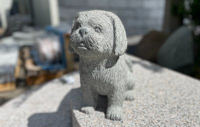 Hund Shih Tzu H 30 cm
