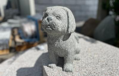 salg af Hund Shih Tzu H 30 cm