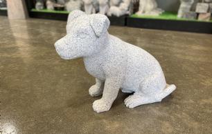 Jack Russel hund