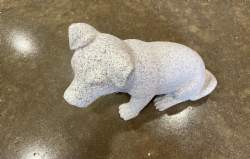 Hund Jack Russel