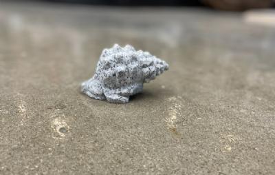 salg af Konkylie L 10 cm grå