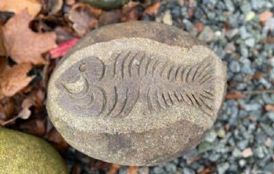 salg af Natursten fossiler L25-30 cm
