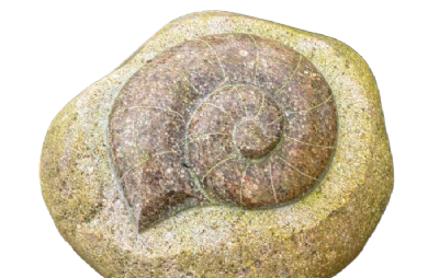 salg af Natursten fossiler L25-30 cm