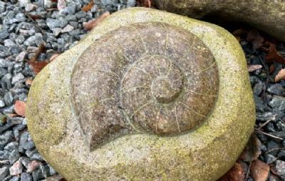 salg af Natursten fossiler L25-30 cm