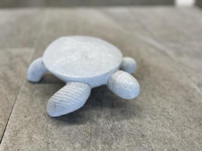 salg af Skildpadde indisk lille