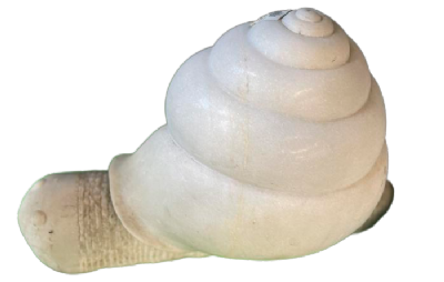 salg af Snegl indisk nr. 1
