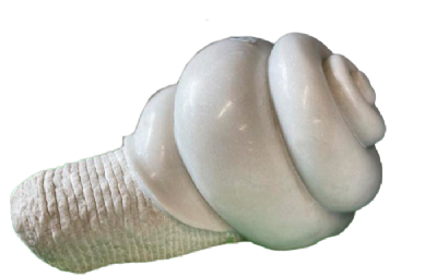 salg af Snegl indisk L40-60 cm