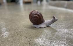 snegl rød