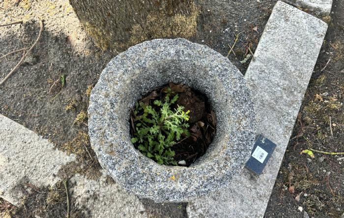 salg af Trug konisk råkløvet gråsort