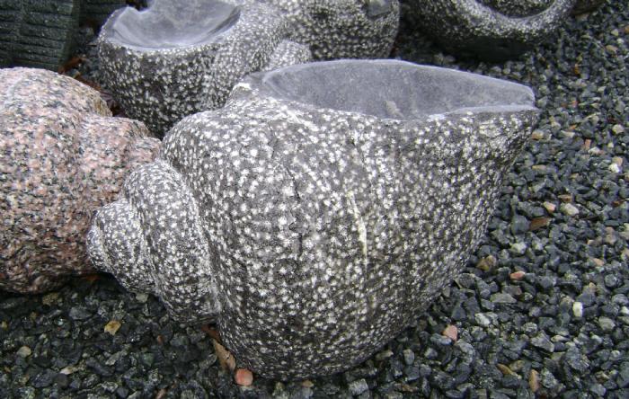 salg af Vandsten konkylie rå sort