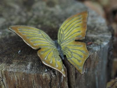 salg af Gul bronze sommerfugl